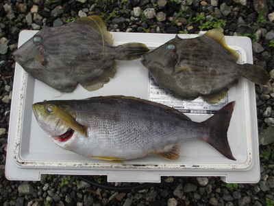 昨日の釣果　イン　西伊豆（地磯）。。。。６／１６