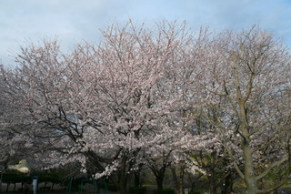 2012.4.7　上岩崎公園