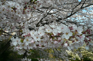 2012.4.7　上岩崎公園