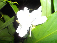 ジンジャーの花が咲いたなう