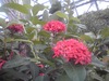 夢の島熱帯植物園