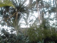 夢の島熱帯植物園