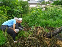 プラムの木が