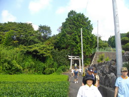 青葉台地区の歩け歩け～なう