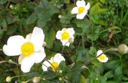 たたずまい　今年もそよと　秋の花