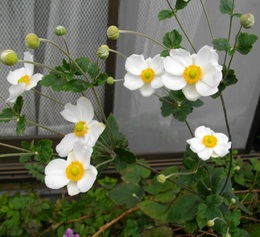 たたずまい　今年もそよと　秋の花