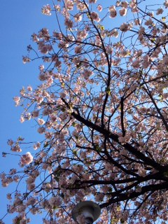 新中学1年生入学おめでとうございます！