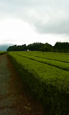 この茶畑を過ぎて私の畑があります。