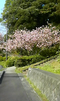 桜の花びら舞い散る季節