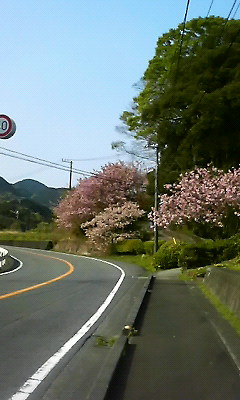 桜の花びら舞い散る季節