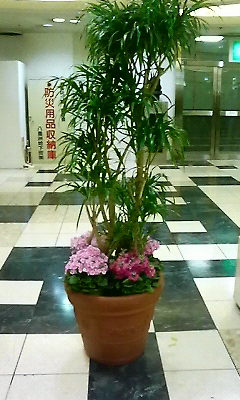 東京駅で見た桜草