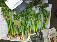季節の野菜発見