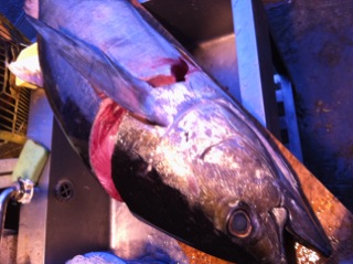 マグロがお手軽価格！！！
