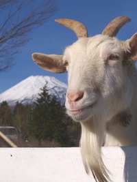 今年最後の大仕事。