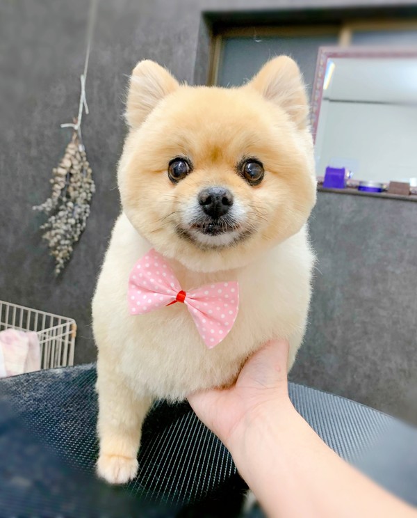 カットのお客様 ポメラニアンの ひまりちゃん 沼津市の愛犬トリミング マッサージ パウサムライフ Pawesome Life