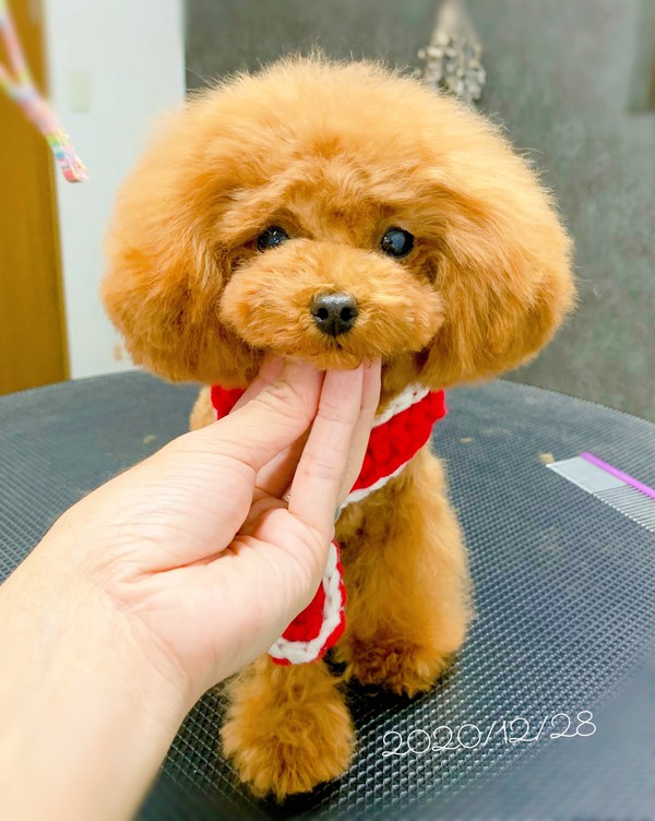 カットのお客様 ティーカッププードルの うらんちゃん 沼津市の愛犬トリミング マッサージ パウサムライフ Pawesome Life