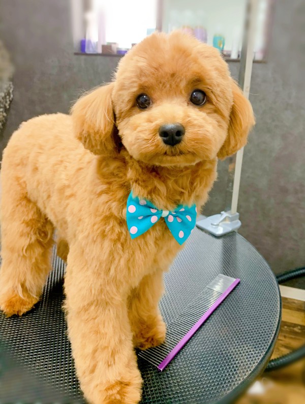 カットのお客様　ミックス犬の「ノアちゃん」