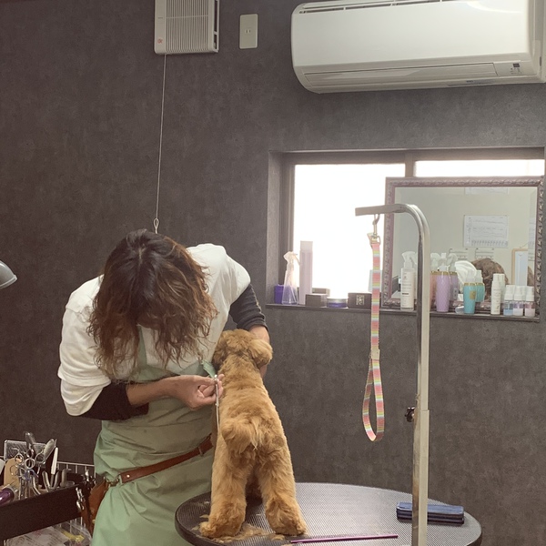 カットのお客様　ミックス犬の「ノアちゃん」