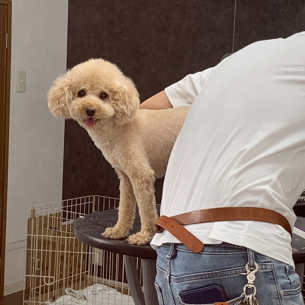 カットのお客様　トイプードルの「はるるちゃん」