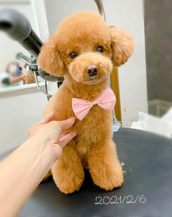 カットのお客様 トイプードルの「ひめちゃん」｜沼津市の愛犬