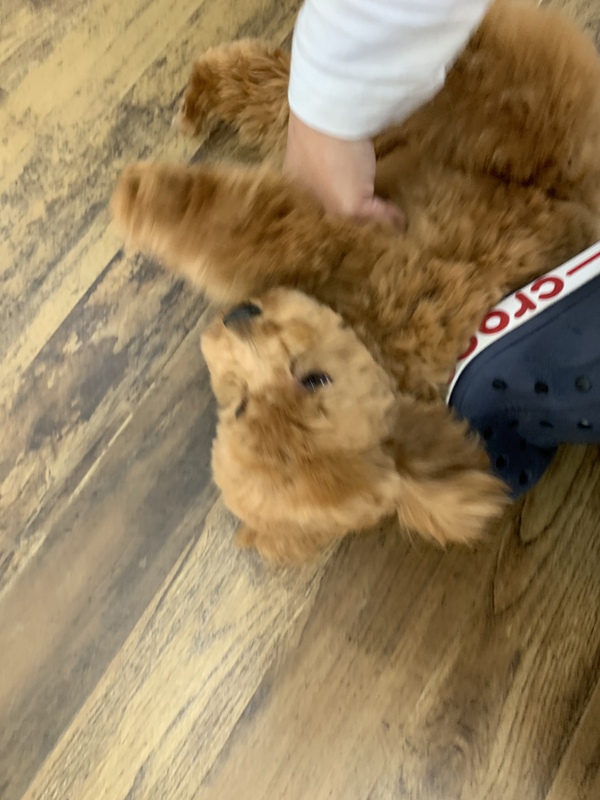 カットのお客様　ミックス犬の「ノアちゃん」