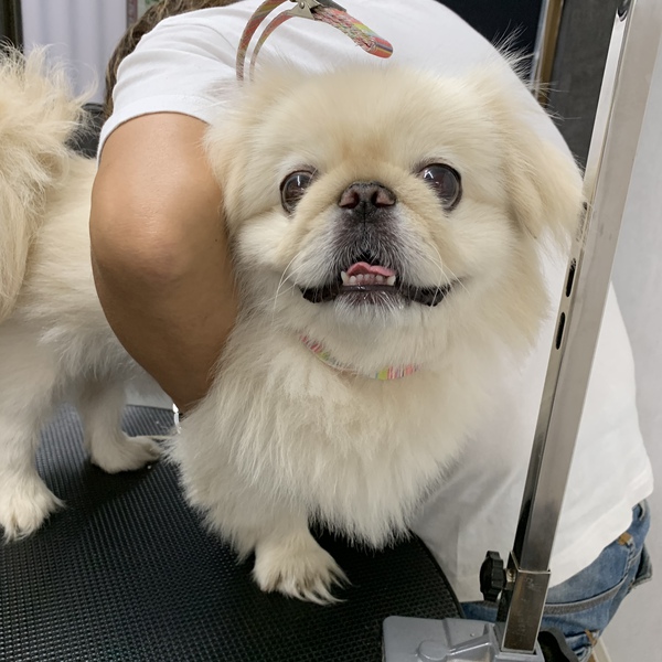 カットのお客様 ペキニーズの ペコちゃん 沼津市の愛犬トリミング マッサージ パウサムライフ Pawesome Life