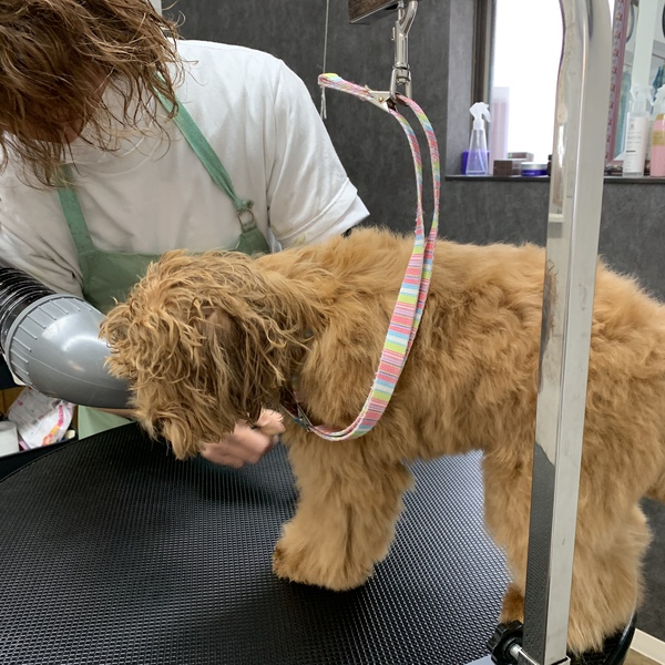 カットのお客様　ミックス犬の「ノアちゃん」