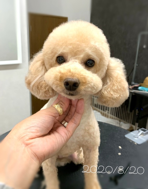 カットのお客様　トイプードルの「はるるちゃん」