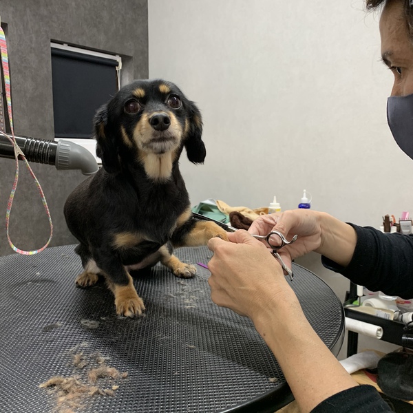 カットのお客様 ミックス犬の クロちゃん 沼津市の愛犬トリミング マッサージ パウサムライフ Pawesome Life