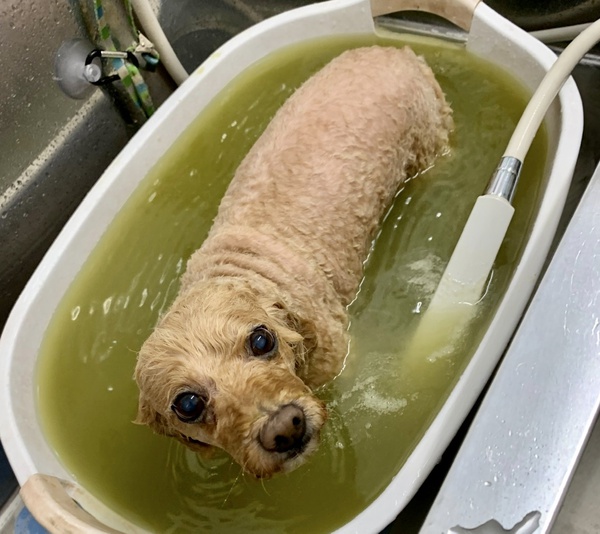 カットとマッサージのお客様 トイプードルの タイちゃん チャプチェンちゃん 沼津市の愛犬トリミング マッサージ パウサムライフ Pawesome Life