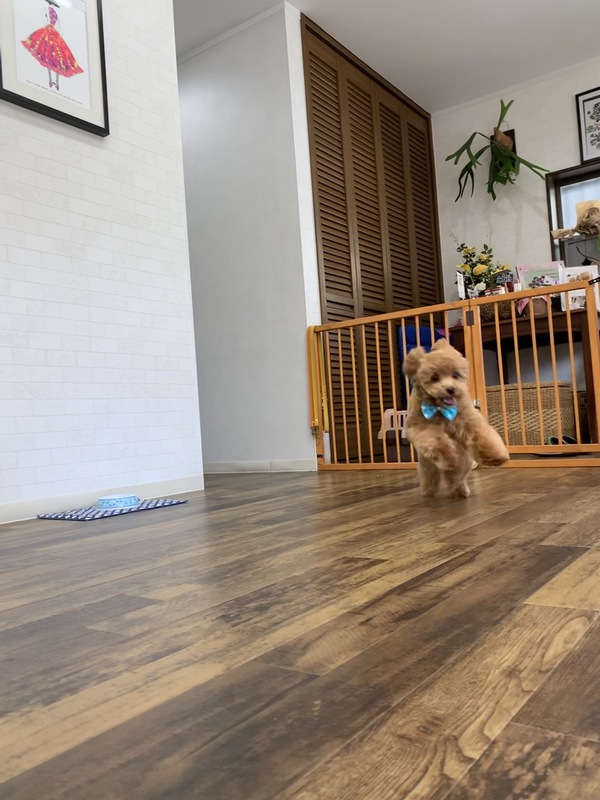 カットのお客様　ミックス犬の「ノアちゃん」