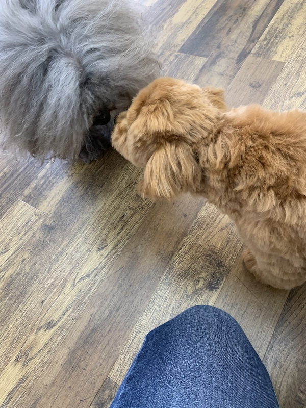 カットのお客様　ミックス犬の「ノアちゃん」