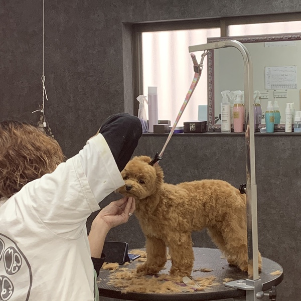 カットのお客様　ミックス犬の「ノアちゃん」