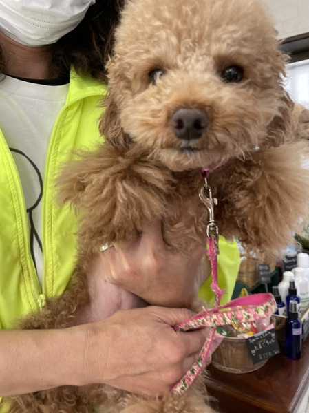 カットのお客様 トイプードルの「ひめちゃん」｜沼津市の愛犬