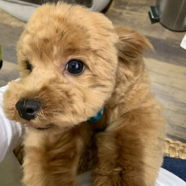 カットのお客様　ミックス犬の「ノアちゃん」