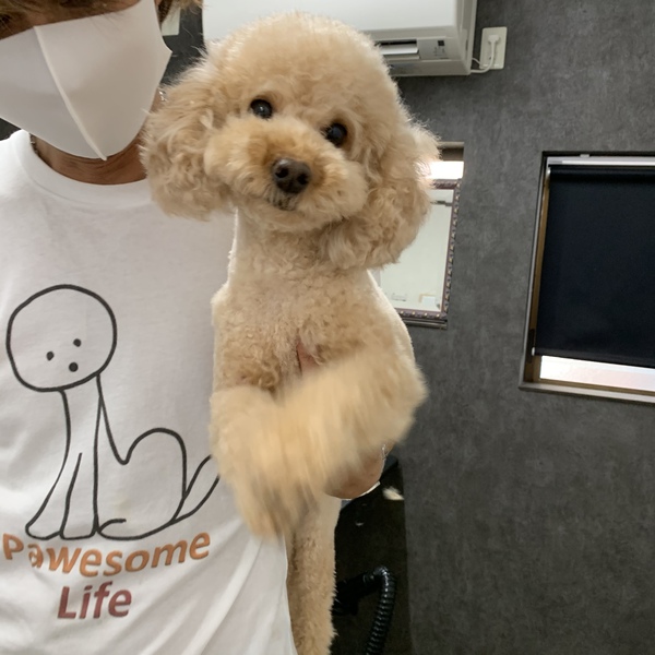 カットのお客様　トイプードルの「はるるちゃん」
