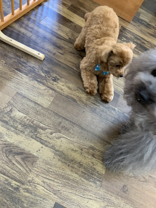 カットのお客様　ミックス犬の「ノアちゃん」