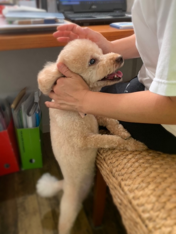 カットのお客様　トイプードルの「はるるちゃん」