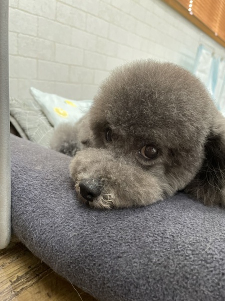カットスタイルご紹介　「ムートちゃん・リナトちゃん」