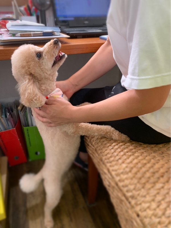 カットのお客様　トイプードルの「はるるちゃん」