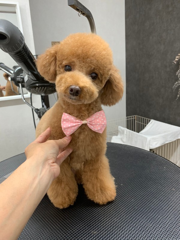 trimming_lab 尾崎 | プードルちゃんのteddy bear cut🧸 お耳と