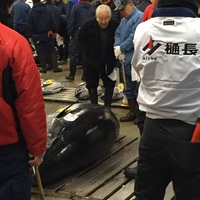 340キロの超巨大マグロ！