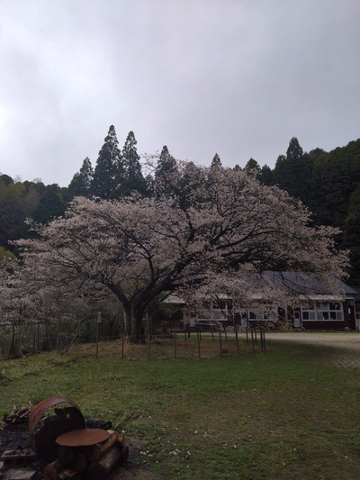 山桜を見に ☆。.:＊・゜