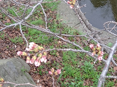 桜さん咲き始めました(*^^*)