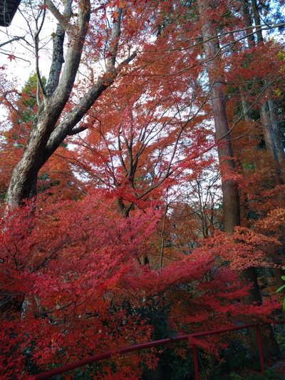 紅葉はこうよう～(≧ω≦)