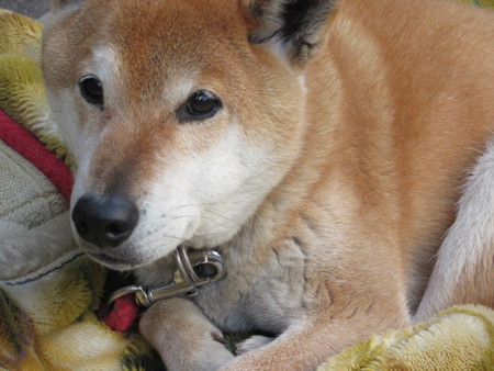 愛犬の介護が始まりました....inピアピア