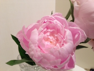 芍薬の花