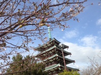桜と五重塔