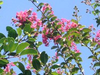 青空にむかってサルスベリの花