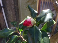 春を待つ